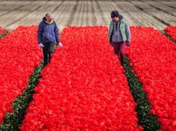 Voorjaarswandelingen door de tulpen