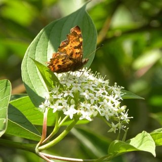 Vlinder natuurtuin Hertenkamp Enkhuizen