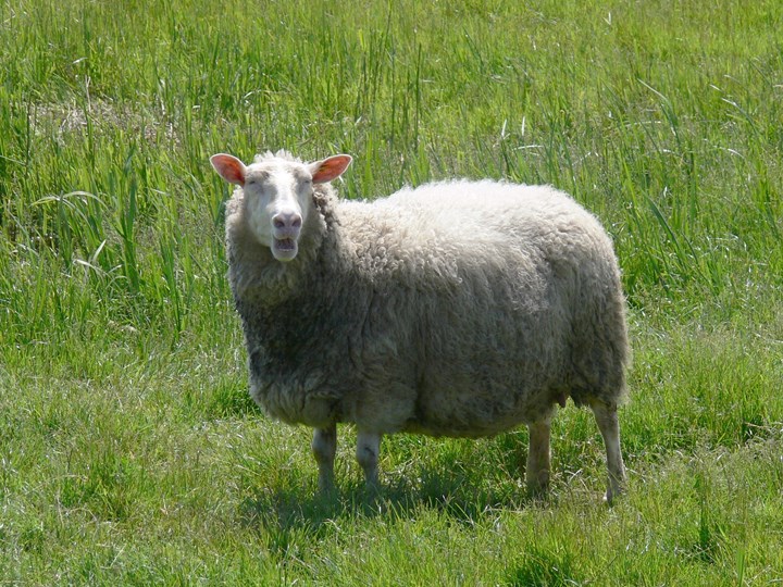Boerderij de schapenstreek