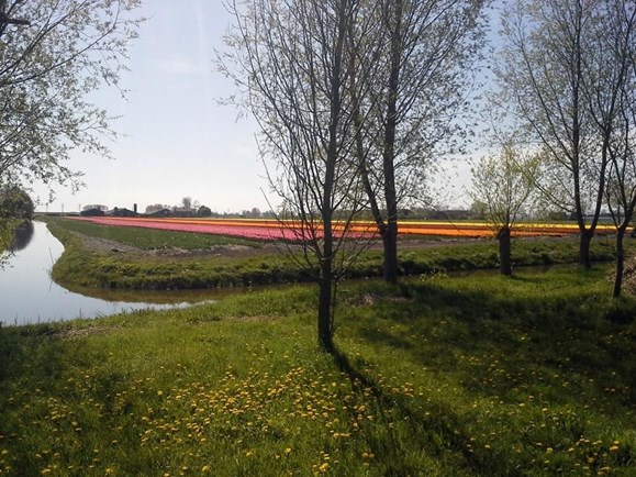Camping tuingoed bonater in Venhuizen