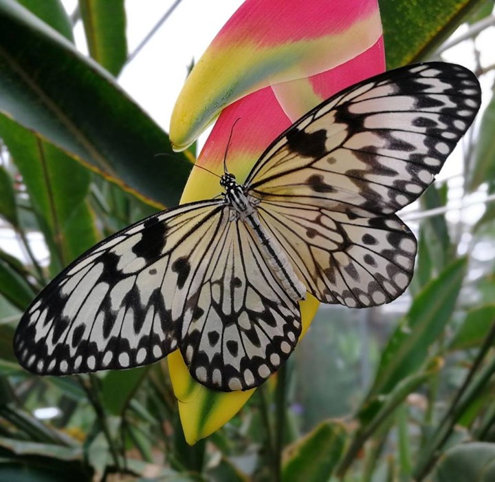 Waarland vlindertuin