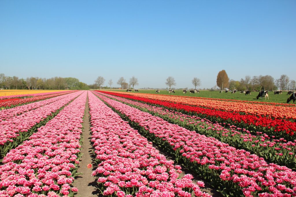 Tulpenveld in Westfriesland