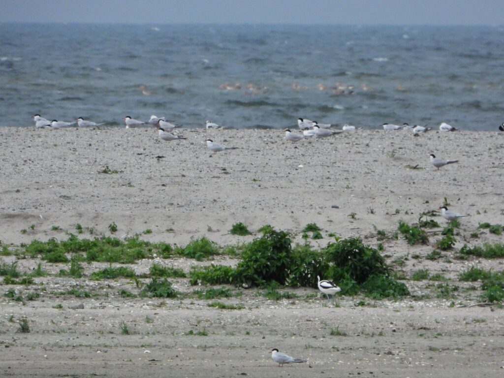 Kreupeleiland